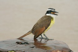 Tyran bentevi (Pitangus sulphuratus) je pro svůj hlas označován ve Francouzské Guyaně quiquivi. Foto S. Chudý