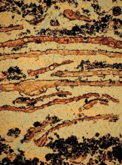 Půdní výbrus z 25leté červené haldy, vrstva 0-5mm listového opadu s exkrementy chvostoskoků, roupic (Enchytraeidae) a larev dvoukřídlých (Diptera). Forma humusu surový humus-moder. Foto J. Rusek / © J. Rusek