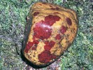 Příklad epilitického biofilmu  na kameni v tekoucí vodě. Červená barva skvrn je způsobena dominancí ruduchy rodu Hildebrandia. Foto M. Rulík