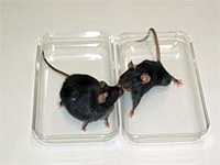 C57 lean and MSG obese mice