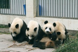 Pandy velké (Ailuropoda melanoleuca) v novém chovném centru Bifengxia (provincie Sichuan), kam byly přesunuty ze zničené stanice Wolong. Foto J. Suchomel / © Photo J. Suchomel
