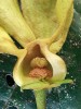 Cyathocalyx obtusifolius z deštného lesa Nové Guineje. Na detailu květu je dobře patrné množství tyčinek a stopkaté gyneceum z velkého  počtu plodolistů. Foto D. Stančík