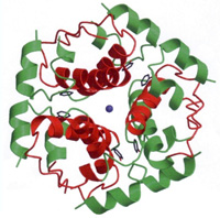 Insulin's hexamer