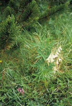 Hrachor západní (Lathyrus occidentalis), malá rostlina s téměř bílými květy na subalpínské louce v pohoří Dolomity. Pozornost si zaslouží značná morfologická proměnlivost tohoto druhu v závislosti na podmínkách stanoviště. Foto P. Kusák / (c) Photo P. Kusák