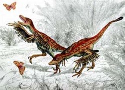 Rekonstrukce coelurosaurida r. Sinornithosaurus. Nálezy jeho kostry v Číně prozradily opeření na celém těle a zvláštní modifikaci 'letek' na předních končetinách. Tyto adaptace sloužily vedle tepelné izolace k barevnému zvýraznění a předvádění, ale nebyly u všech maniraptorů využity k létání. Kreslil P. Major