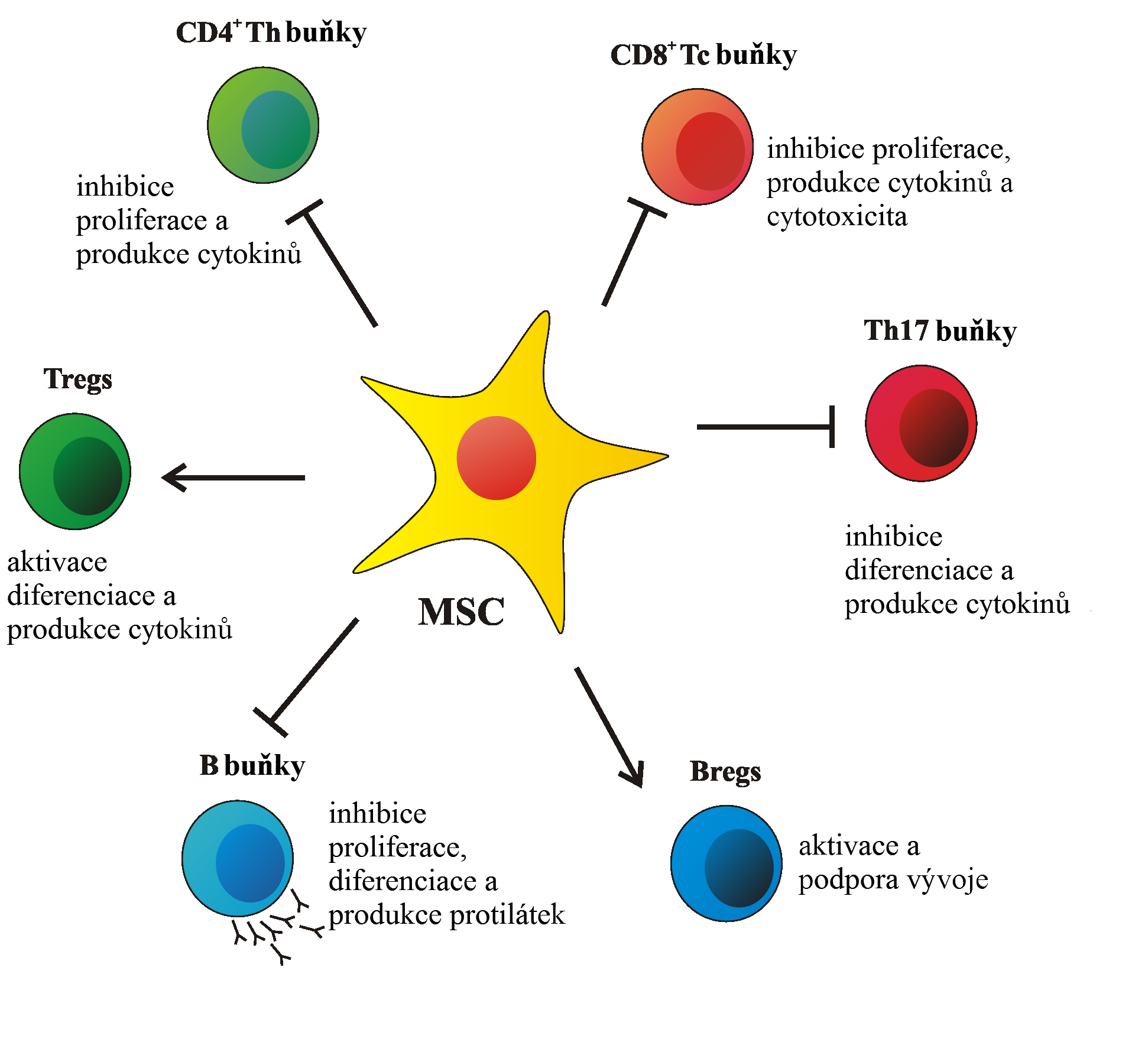 Imunoregulační vlastnosti mesenchymálních kmenových buněk