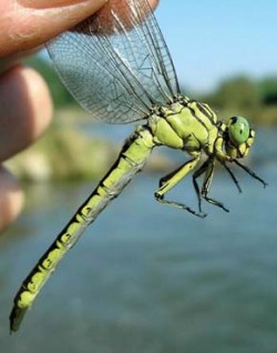 Samice klínatky žlutonohé (Gomphus flavipes). Foto M. Šulgan / © M. Šulgan