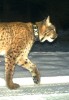 Rys ostrovid (Lynx lynx) s poškozeným telemetrickým obojkem (rys Patrik, blíže v textu). Obojek byl poškozen  pravděpodobně pytláky, v tomto  případě rysovi zřejmě zachránil život. Z archivu NP Bavorský les