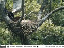 Útok jestřába lesního (Accipiter gentilis) na jedno z hybridních mláďat luňáků (18. července 2013). Snímek z fotopasti z archivu autorů