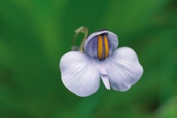 Bublinatka růžkatá (Utricularia cornigera) z pohoří Órgãos se vyznačuje podobnými a stejně velkými květy jako bublinatka ledvinitá, avšak typickým znakem jsou oranžové proužky s tmavofialovým lemem. Tento druh je příkladem izolovaného stenoendemita (rostliny vázané na velmi malé území). Foto M. Studnička