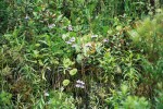 Společenstvo v subalpínském stupni Mantiqueiry, asi 2 000 m n. m., s hojně kvetoucí bublinatkou ledvinitou (Utricularia reniformis), četnými  polokeři různých druhů a v podrostu s mechy a plavuníkem Diphasiastrum thyoides, patrným vlevo v popředí. Foto M. Studnička