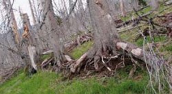 Chůdovité kořeny v jedné linii rostoucích smrků jsou jedním ze znaků pralesovitých porostů horských smrčin. Foto M. Svoboda / © M. Svoboda