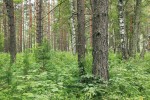Lesy s borovicí lesní (Pinus sylves­tris) a břízou bělokorou (Betula pendula) na severním Altaji jsou možná druhově nejbohatšími lesy severní Eurasie. Foto M. Chytrý