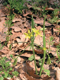 Křivatec žlutý (Gagea lutea) je jedním z nejběžnějších druhů jarního aspektu lužního lesa. Foto M. Štefánek / © M. Štefánek