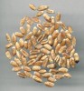 Pšenice naduřelá (T. turgidum skupina Turgidum). Foto P. Vobořil