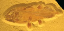 Jurský zástupce skupiny Actinistia z rodu Holophagus. Délka ca 30 cm. Okolí Solnhofenu (Německo); ze sbírek Bürgermeister Müller Museum v Solnhofenu