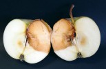 Penicillium expansum napadá velmi často mechanicky poškozená jablka, na nichž způsobuje zhnědnutí dužniny. 