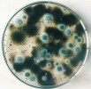 Z plesnivé omítky bytu vyrostou  na Petriho misce např. tmavé kolonie rodu Alternaria, zelené kolonie  štětičkovce (Penicillium) i růžově  zbarvené kvasinky.