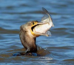 Kormorán velký (Phalacrocorax carbo) při lovu karase stříbřitého (Carassius auratus). Foto R. Stach / © R. Stach