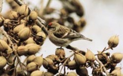 Čečetka zimní (Carduelis flammea) na pavlovnii plstnaté (Paulownia tomentosa) v Brně. Foto I. Literák