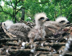 Hybridní mláďata samice luňáka červeného (Milvus milvus) a samce luňáka hnědého (M. migrans) na hnízdě 7. června 2013. Hnízda smíšených párů luňáků s úspěšným vyvedením mláďat byla sledována v letech 1995 a 1996 na Slovensku a v r. 2013 v České republice. Ve sporných případech identifikace luňáků v terénu by se měla zvažovat také možnost pozorování mezidruhových hybridů. Foto H. Matušík