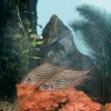 Redang tečkopruhý (Cyclocheilichthys apogon). Vpředu samice s nepatrným kladélkem, za ní samec. Pohlaví se u tohoto druhu ryb rozeznává obtížně. Foto J. Eliáš