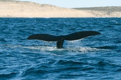 Ocas velryby jižní (Eubalaena australis) je to nejčastější, co můžeme z tohoto kytovce spatřit.