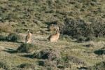 Zajíc polní (Lepus europaeus) – nepůvodní, ale hojný druh zdejších plání