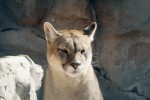 Puma (Puma concolor) byla původně největší suchozemskou šelmou polo­ostrova. V současné době ji zde však  farmáři prakticky vyhubili.