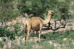 Velbloud jednohrbý (Camelus dromedarius) se na Sokotře dobře adaptoval  na kamenitou krajinu s prudkými svahy, které bez problémů překonává. To mu umožňuje konzumovat značné množství vegetace na rozmanitých stanovištích. Foto J. Suchomel