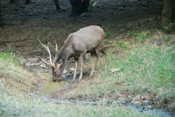 Sambar indický (Rusa unicolor) v národním parku Ranthambore, Indie. Foto J. Pluháček