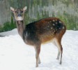 Sambar skvrnitý (Rusa alfredi)  v zoologické zahradě Děčín. Foto J. Pluháček