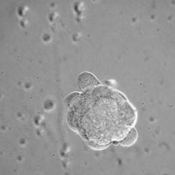 Agregační metoda tvorby chimér, při níž se přiloží k sobě dvě časná embrya, např. ve stadiu čtyř buněk (každé může pocházet od jedince jiné barvy). Obě embrya mají tendenci se spojit a postupně vytvoří jedno chimérické embryo. Foto J. Fulka Jr.