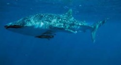 Žralok obrovský (Rhincodon typus) v blízkosti útesu Ningaloo, kde jsou běžně pozorováni jedinci dlouzí 4 až 12 m. Tento druh zřejmě dorůstá délky přes 20 m a hmotnosti až 34 tun, takže je největším žijícím druhem paryb a studenokrevných obratlovců vůbec. Foto I. Němec / © I. Němec
