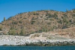 Mexický ostrov Santa Catalina –  už před zakotvením bylo zřejmé, že se zde nachází velká a zcela nenarušená populace kaktusu Ferocactus diguetii. Foto L. Kunte