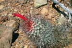 Mammillaria pondii z Cedrosu byla kvůli výrazně souměrným (zygomorfním) trubkovitým květům dříve řazena  do samostatného rodu Cochemiea. Foto L. Kunte