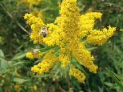 Zlatobýl obrovský (Solidago gigantea), příbuzný domácího zlatobýlu obecného (S. virgaurea), byl do Evropy dovezen ze Severní Ameriky jako okrasný druh. V současné době se široce rozšířil na plochách narušených lidskou (např. stavební) činností, v okolí toků a často tam, kde dochází k poklesu intenzity obhospodařování travinných společenstev. Foto M. Hejda / © Photo M. Hejda