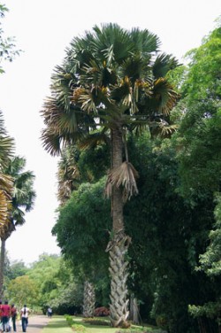 Palma Corypha umbraculifera v Královské botanické zahradě Peradeniya, Srí Lanka. 
Foto V. Zelený / © Photo V. Zelený