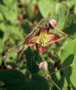 Škornice Epimedium alpinum má malé, ale pěkně vybarvené květy s krátkou vakovitou ostruhou s dobře patrnými medníky. Foto P. Sekerka / © P. Sekerka