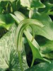 Květenství křivušek (Arisarum)