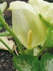 Nejčastěji pěstovaným druhem hlíznatých árónovitých je árón italský (A. italicum). Květenství je spíše nenápadné, ozdobné jsou především bíle a vzácněji i purpurově skvrnité listy (na obr. 6 odrůda ′Spotted Jack′).