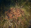 Vypouklý tvar hnízdní kupy je výhodný pro konzumenty smrkových šišek, např. veverky. Vždy zůstanou semena, která na stanovišti bez konkurence většího počtu jiných rostlin dobře vyklíčí. Foto P. Kovář