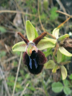 Endemický tořič maltský (Ophrys melitensis) vykazuje značnou variabilitu  ve zbarvení vnějších okvětních lístků i v podobě pysku. Foto J. Čeřovská