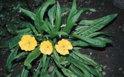 S několika druhy rodu pupalka (Oenothera) se často setkáváme i v ČR, v zahrádkách nebo na železničních náspech. Velkokvětá forma pupalky Oe. flava subsp. taraxacoides mívá mírně vypouklé listy. Foto P. Kusák / © P. Kusák