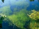 Ponořená forma hvězdoše háčkatého (C. hamulata) v rybníce u Nového  Hraběcí na Šluknovsku. Foto J. Prančl