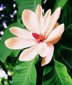 Magnolia obovata x tripetala je jedinečným hybridem magnólie obvejčité a amerického druhu magnólie tříplátečné pěstovaným v Průhonicích. Foto L. Krinke / © Photo L. Krinke