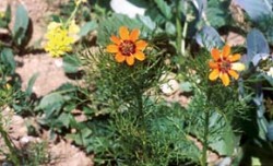 Hlaváček letní (Adonis aestivalis) patří mezi plevele obilnin, které svůj životní cyklus přizpůsobily životnímu cyklu obilí. Foto Z. Otýpková / © Z. Otýpková