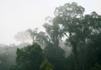 V mlžné podvečerní atmosféře vynikají mohutné stromy nížinného lesa, i přes 60 m vysoké. NP Ulu Temburong, Brunej. Foto R. Hédl
