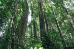 Pestrý smíšený dvojkřídláčový les. NP Ulu Temburong, Brunej. Foto R. Hédl