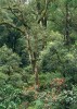 Vzhled horského lesa okolo 1 800 m n. m. určují hlavně stromy z čeledi bukovitých (Fagaceae). NP Kinabalu, Sabah. Foto R. Hédl